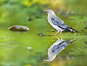 Sue Hsu's photo